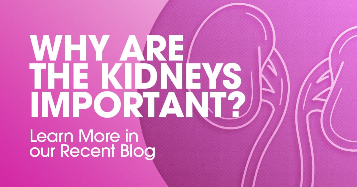 Why Are the Kidneys Important? - ActivMed Practices & Research, LLC