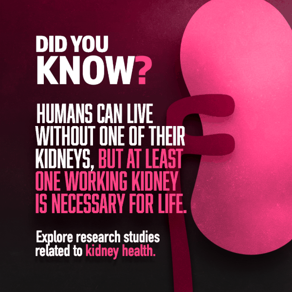 Humans can live without one of their kidneys but at least one working is necessary for life